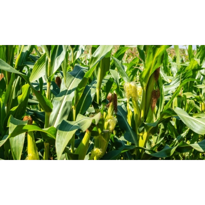 Corn in field - DMS Medeu