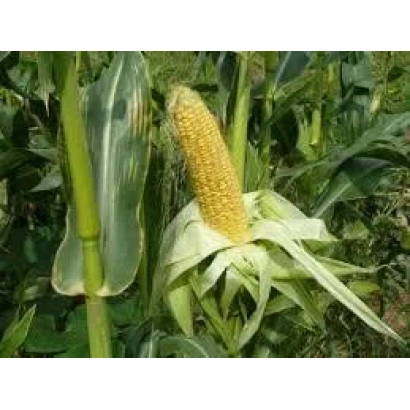 Fresh corn in field - DMC Super