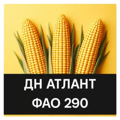 Три початки кукурузы сорта ДН АТЛАНТ ФАО 290 на желтом фоне - ДН Анаит