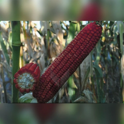 Красная кукуруза на стебле в поле - ДН Багряний