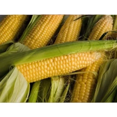 Свежие початки кукурузы без упаковки - ДН Циклон