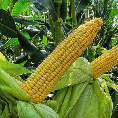 Золотой початок кукурузы ДН Хортиця на фоне зелёных листьев