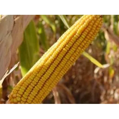 Жовта кукурудза на стеблі - ДН Назар