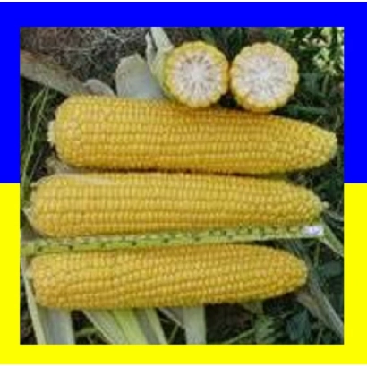 Три початки кукурузы ДН Никитич с разрезанным верхним початком