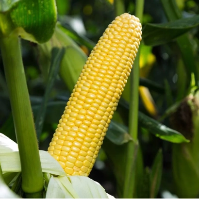 Желтая кукуруза на стебле с зелеными листьями - ДН Старт