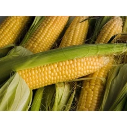Свежие початки кукурузы ДН Тайфун