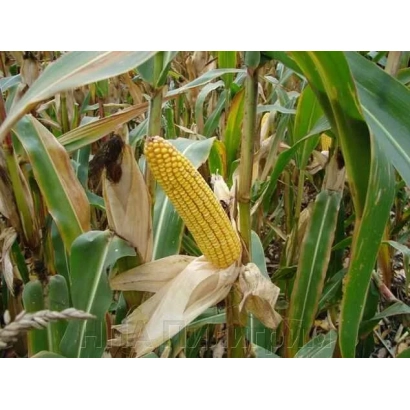 Созревшая початок кукурузы ДН Велд на растении