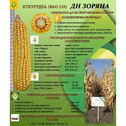 Пакет семян кукурузы ДН Зоряна - ДН Видрада