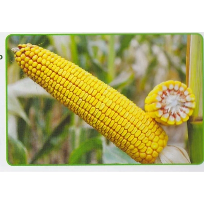 Yellow corn variety DN Zoryana on stalk with cut ear