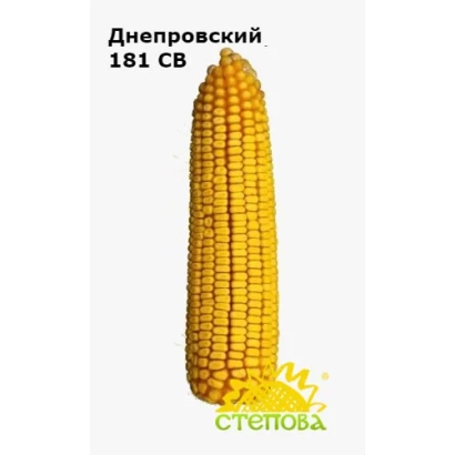 Corn Dneprovsky 181 SV
