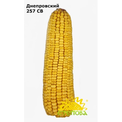 Кукуруза Дніпровський 257 СВ - Дніпровський 273 АМВ / Дніпровський 273 АМВ