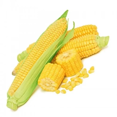 Свежая кукуруза в шелухе и зерна на белом фоне - Днепровскый 325 МВ