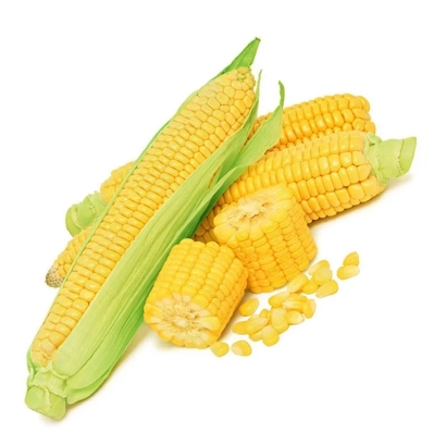 Кукуруза в початках на белом фоне - Днепровскый 345 МВ