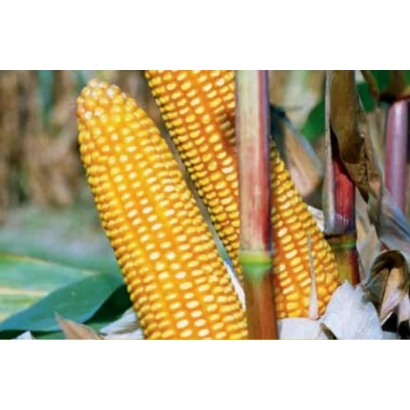 Mature corn on stalk - Dnipro-303 MV