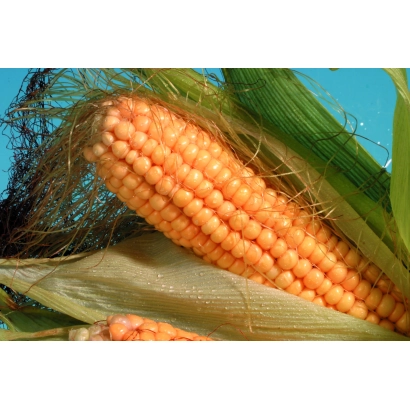 Крупный план желтой кукурузы на фоне зеленого листа - Днипровский 929