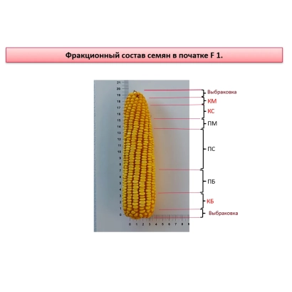 Колос кукурузы сорта Доля с размерной шкалой