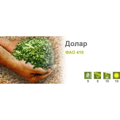 Рука держит зеленую кукурузу сорта Доллар на фоне зерна. - Долар