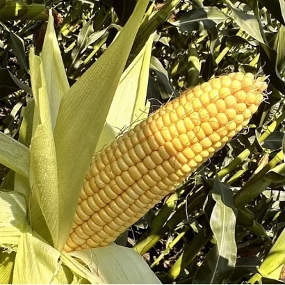 Кукуруза на растении без названия продукта - ДОРКА МГТ