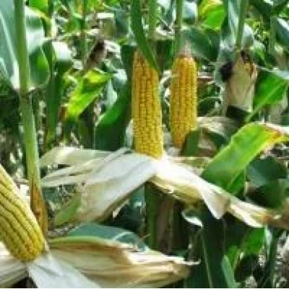 Созревшие початки кукурузы сорта ДП 32 Ц Х ЛИМИВИ 822 ЦМ на фоне листьев