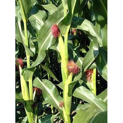 Созревающая кукуруза на поле - Дривиа