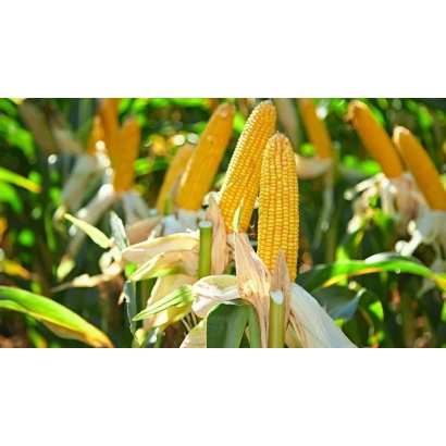 Зрелые початки кукурузы на фоне зелёных листьев - ДС0336