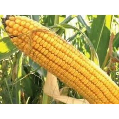 Созревшая кукуруза сорта ДС1071С на фоне листьев