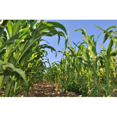 Поле кукурузы сорта ДС1202Б