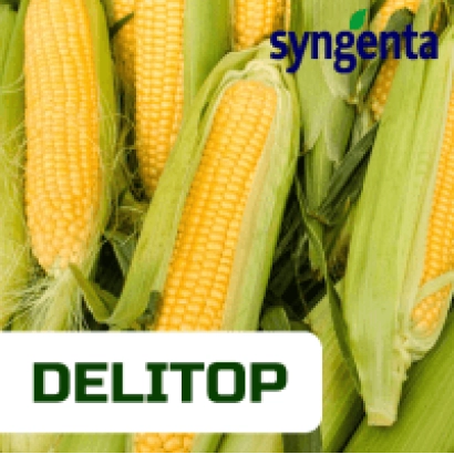 Кукуруза DELITOP от Syngenta - ДСП 74676