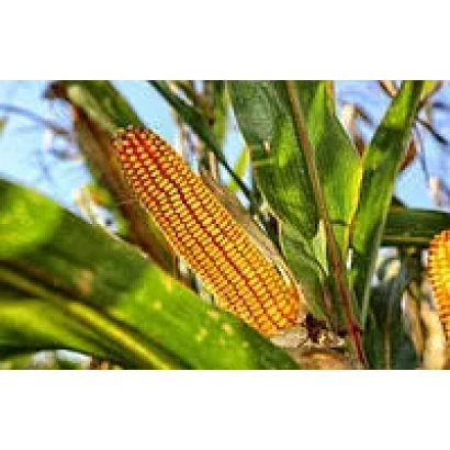 Свежая кукуруза на стебле - Дункан 233 СВ
