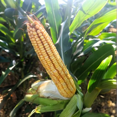 Созревшая кукуруза на растении - Двина