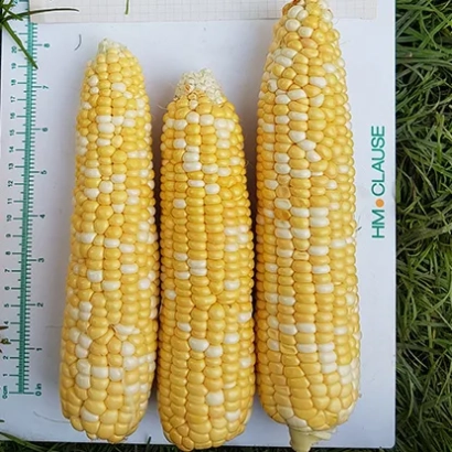 Три початка кукурузы сорта JIM CLAUSE на белой подложке с линейкой слева. - ДЖИ В 0008