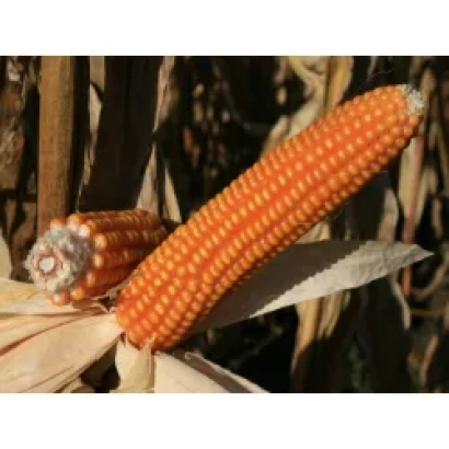 Золотистый початок кукурузы Еден Стар на фоне стеблей