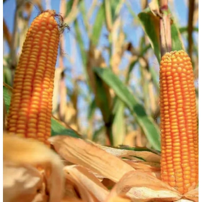 Два початка кукурузы на фоне поля - Едуардо