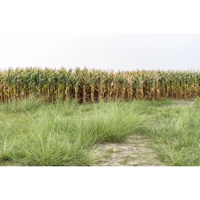 Поле с кукурузой на фоне неба - ЕФФ 261