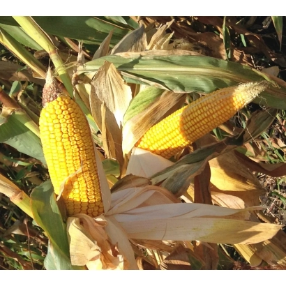 Золотые початки кукурузы на фоне листьев - ЭФФЕКТНЫЙ СВ