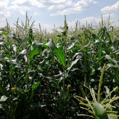 Поле кукурузы ЕФХ 5228 С