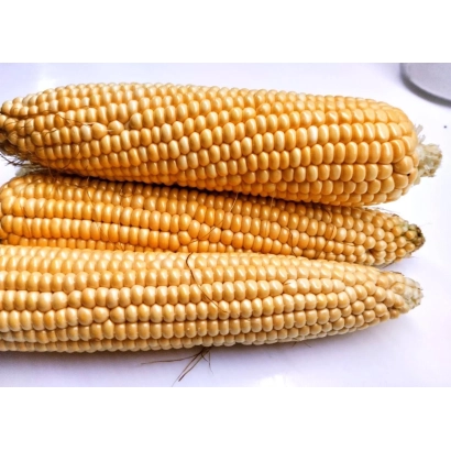 Three ears of corn variety EG 5064 on white background