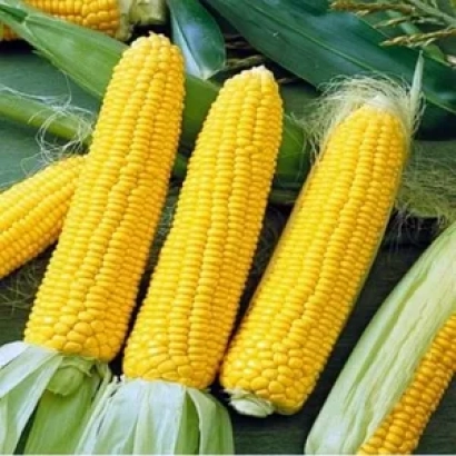 Желтые початки кукурузы на фоне зеленых листьев - ЕГ 5074