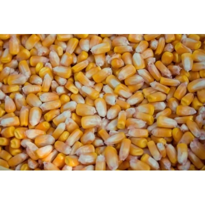 Крупный план желтых зерен кукурузы - ЕГ 6004