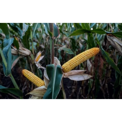 Созревшая кукуруза на стебле в поле - ЕГ 7 Ц 55