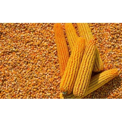 Колосья кукурузы на фоне зерна кукурузы - ЕГ 7027 Х ЕГ 7051