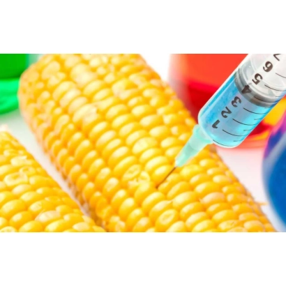 Кукуруза с инъекцией синей жидкости - ЕГ 7097 Х ЕС 9504
