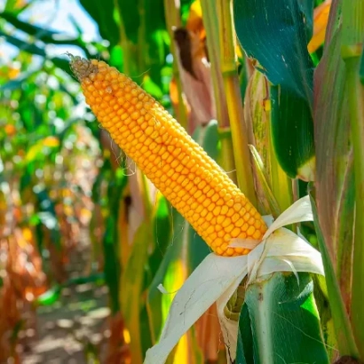 Свежий початок кукурузы на фоне поля - ЕГ 7127 Х ЕГ 7329