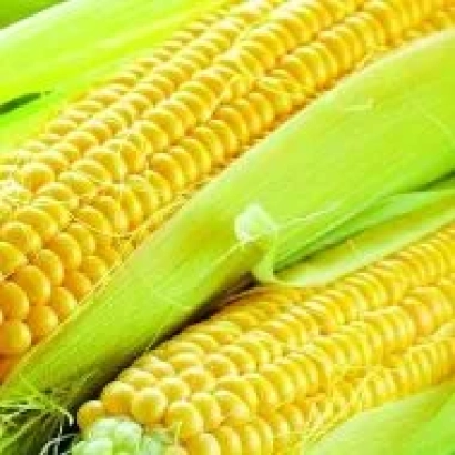 Желтая кукуруза в шелухе - ЕГ 7329