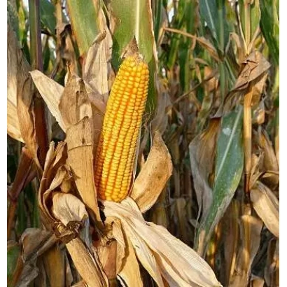 Созревшая початок кукурузы Екодар 380 на фоне засохших листьев