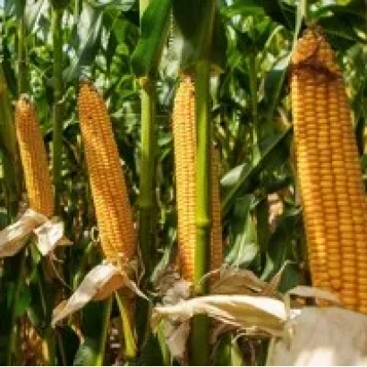 Дозрілі початки кукурудзи ЕЛАМІЯ на тлі зелених листків