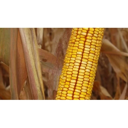 Желтая кукуруза на фоне листьев - Елитнянский