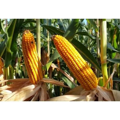 Зрелые початки кукурузы Емилия на фоне листьев