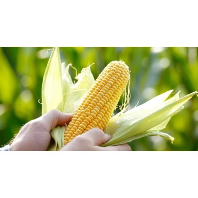 Желтая кукуруза в руках на фоне зелени - Емити