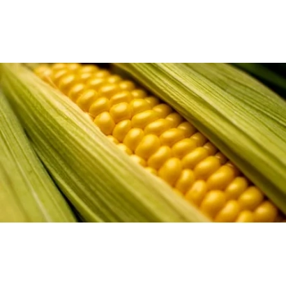 Свежая кукуруза в шелухе - ЕС 4565